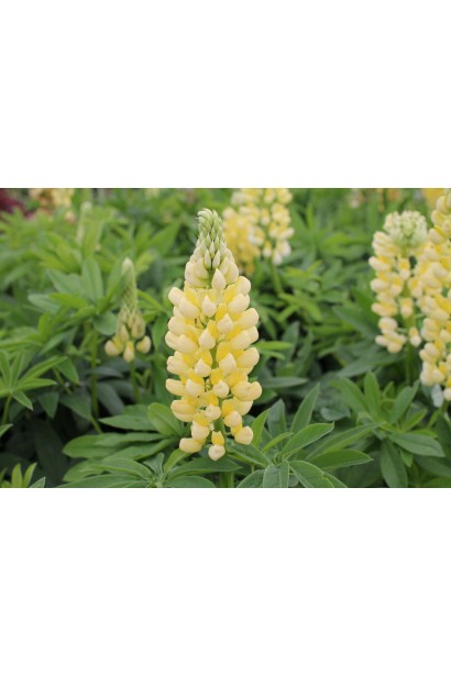 Люпин багатолистий Єллоу Шадес з ніжно-жовтими квітами у саду